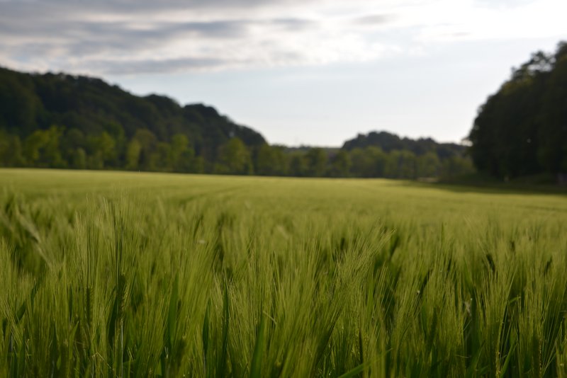 Landschaft_Feld_Gerste-800px.jpg