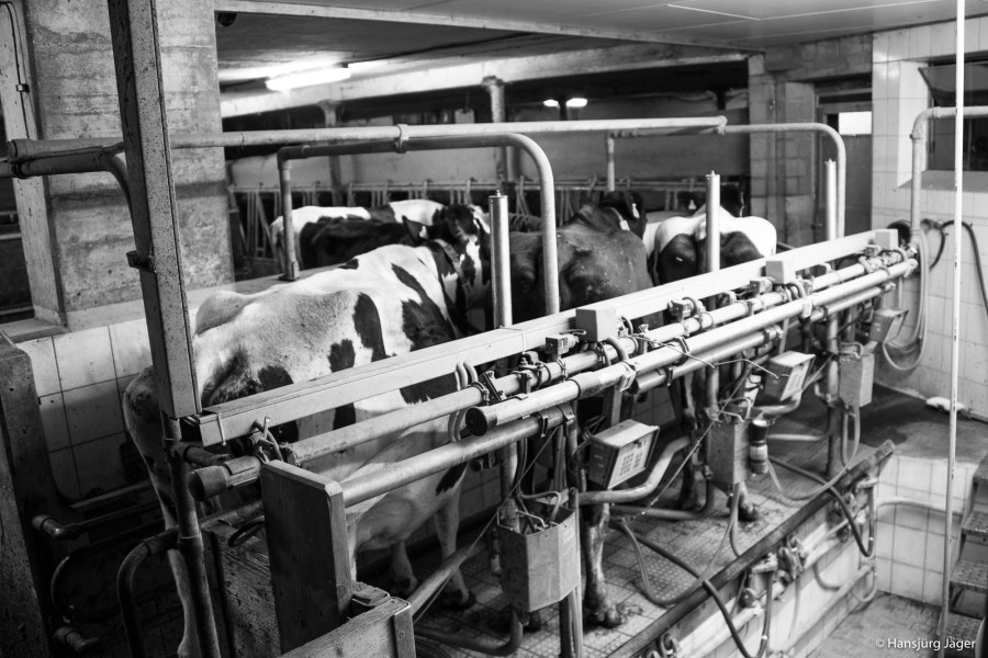 Emmentaler Uettligen-1