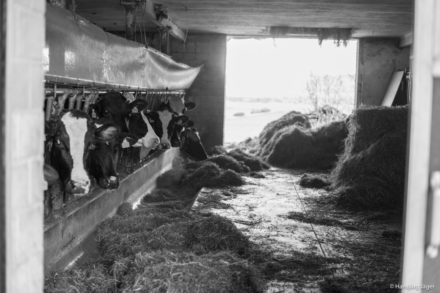 Emmentaler Uettligen-33