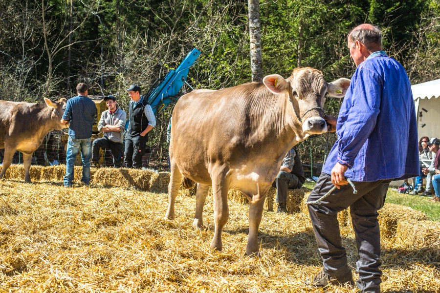 Bezirksviehausstellung-16.jpg